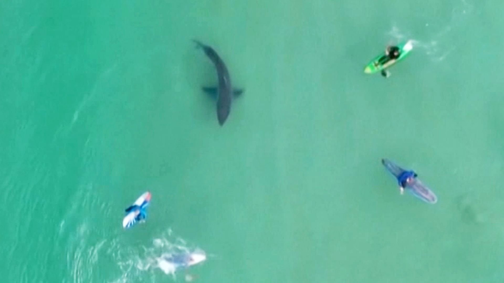 Surfers warned after shark sighting, South Africa