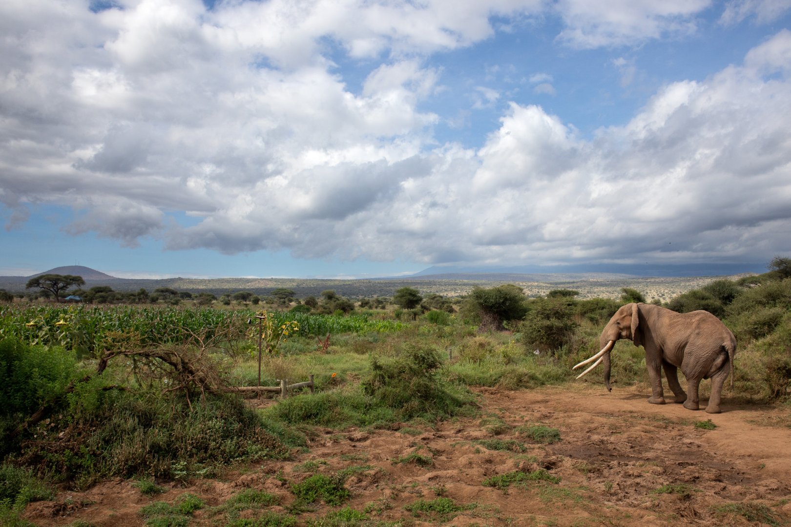 Drones resolving human-wildlife disputes